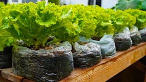 How To Grow Salad In Plastic Bags | DIY Joy Projects and Crafts Ideas