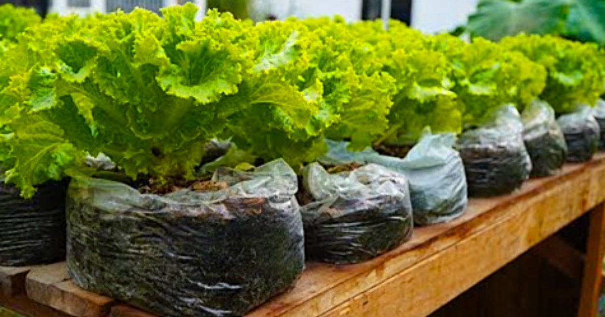 11 DIY Uses Of Plastic Bags In The Garden That Are Practical  Cheap   Balcony Garden Web