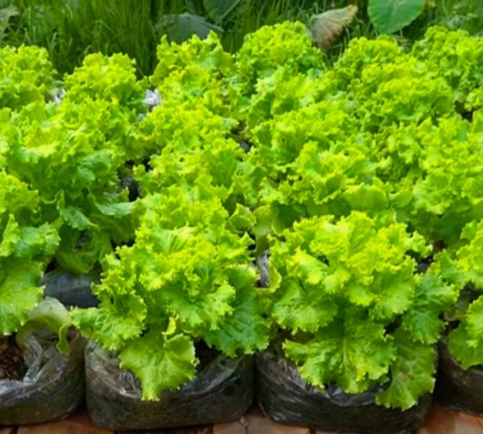 How To Grow Salad In Plastic Bags