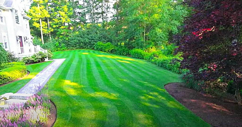 How to control crabgrass and clover in the lawn