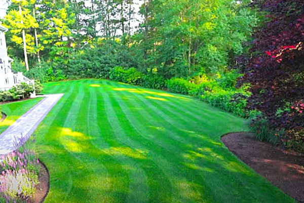 How to control crabgrass and clover in the lawn