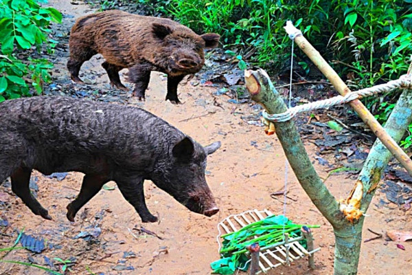 Craft a snare out of sticks to catch a wild pig