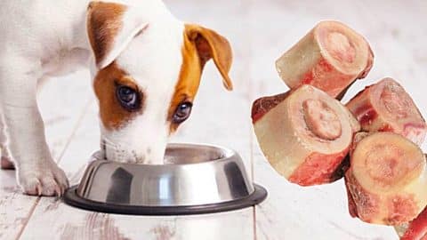 How To Make Bone Broth For Dogs | DIY Joy Projects and Crafts Ideas
