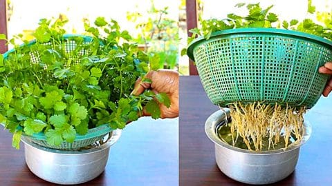 How to Grow Cilantro in Water, No Soil Required | DIY Joy Projects and Crafts Ideas