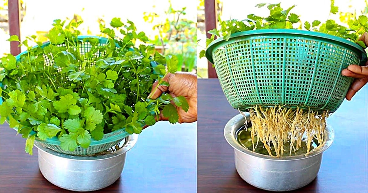 How to Grow Cilantro in Water, No Soil Required