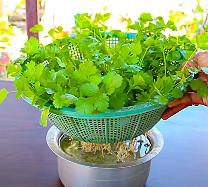 How To Grow Cilantro In Water No Soil Required,Best Cordless Drill 2019