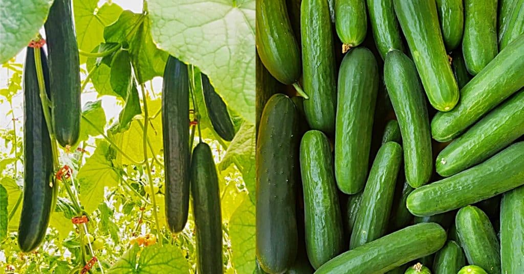 Grow hydroponic cucumbers in buckets