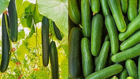 How To Grow Cucumbers With No Soil | DIY Joy Projects and Crafts Ideas