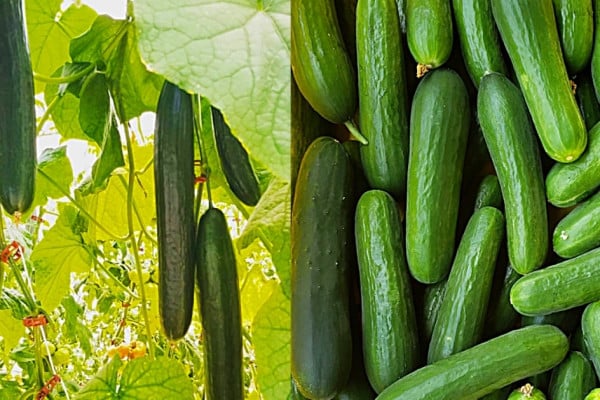 Grow hydroponic cucumbers in buckets