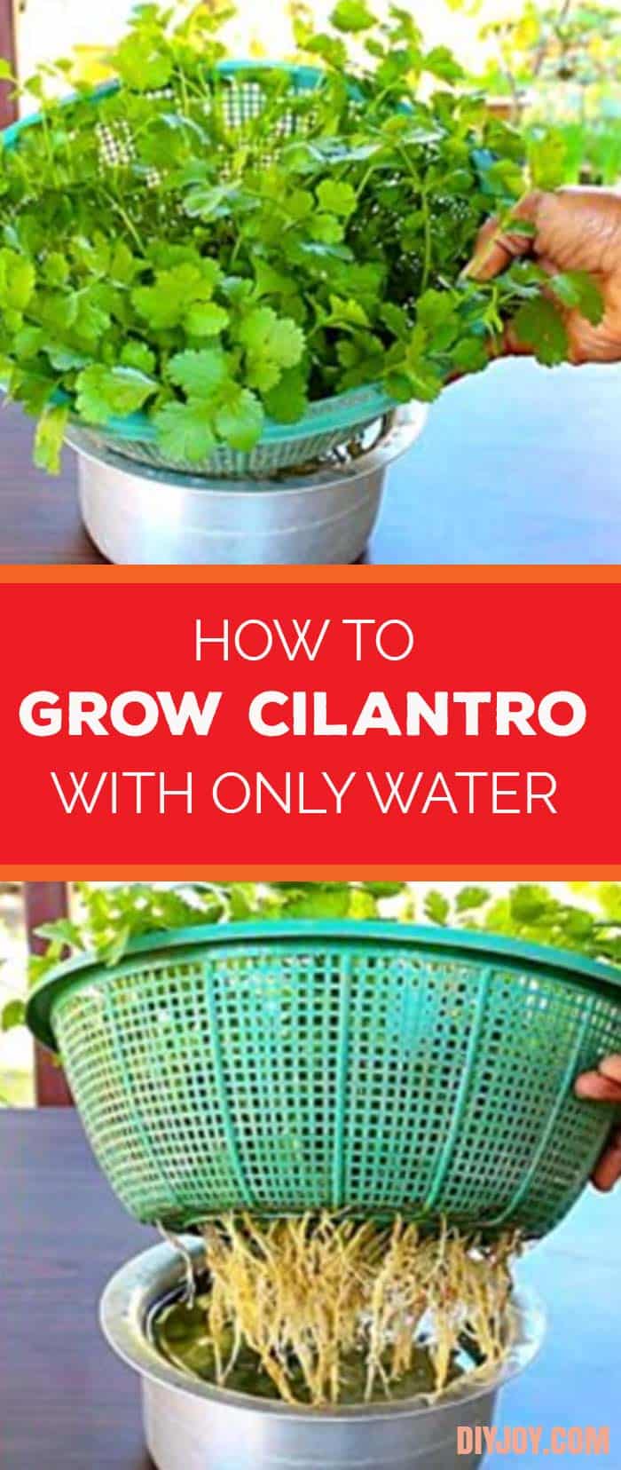 How to Grow Cilantro At Home - Easy Gardening Ideas - No Soil Garden Plants