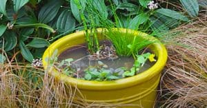 How To Make A Pond In A Pot