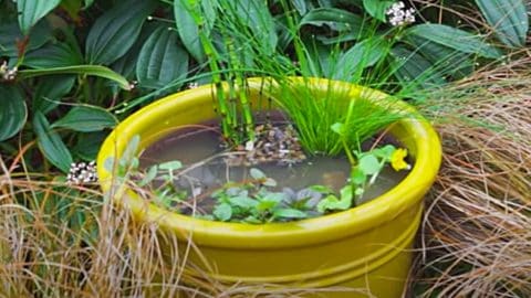 How To Make A Pond In A Pot | DIY Joy Projects and Crafts Ideas