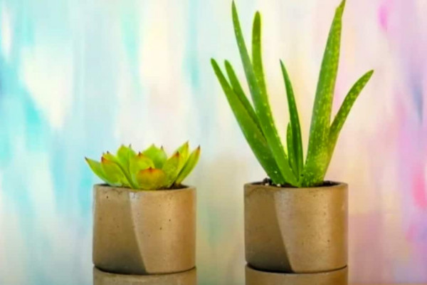 How to make a self watering concrete planter