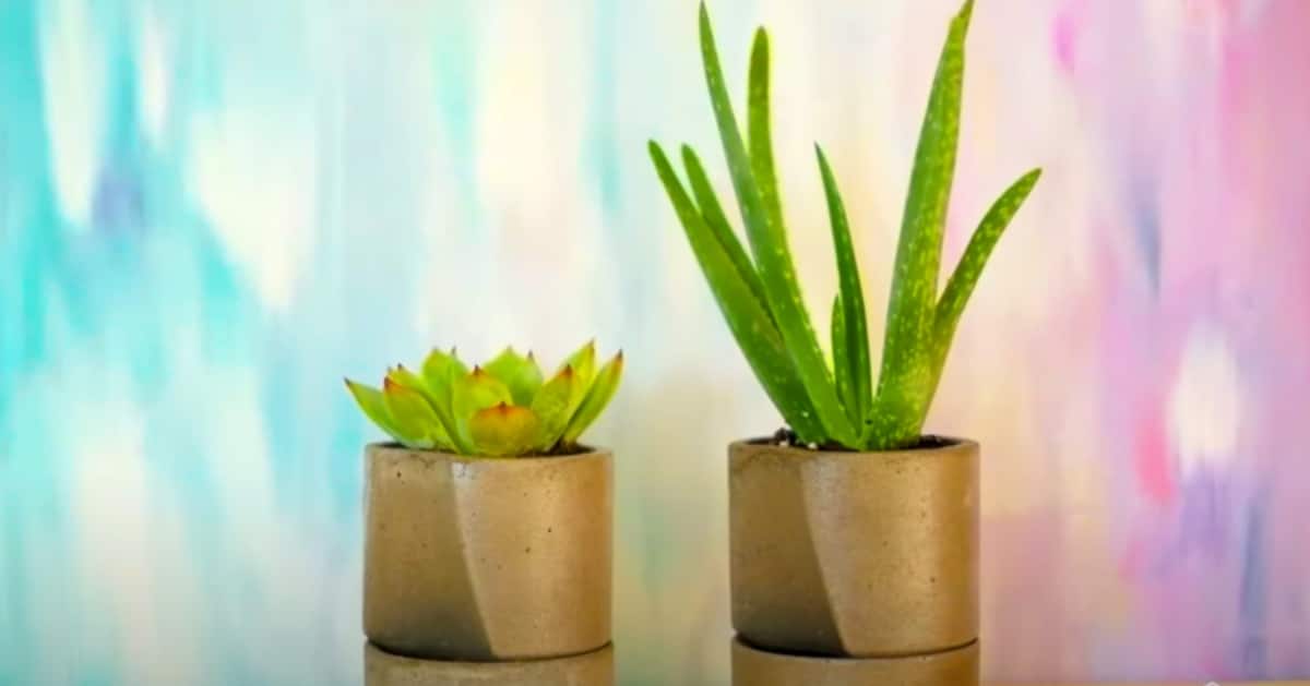 How To Make A Self Watering Concrete Planter | DIY Joy Projects and Crafts Ideas