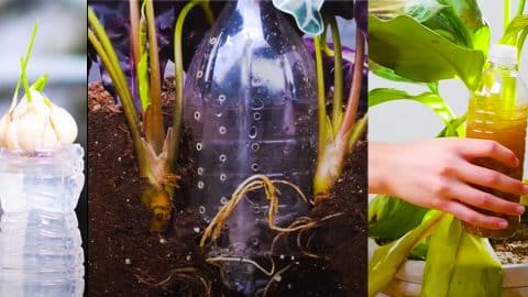 Gardening Hacks: How To Replant Vegetables | DIY Joy Projects and Crafts Ideas