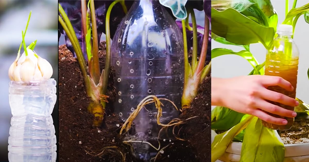 Gardening Hacks: How To Replant Vegetables | DIY Joy Projects and Crafts Ideas