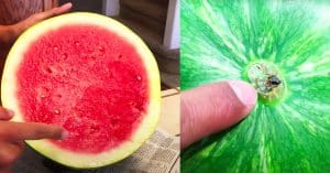 How To Pick A Sweet Watermelon