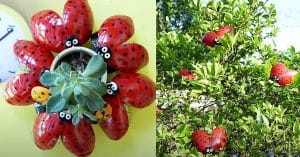 How To Recycle Plastic Bottles Into Ladybugs
