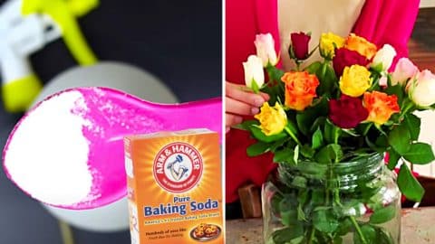 10 Ways To Use Baking Soda In The Garden | DIY Joy Projects and Crafts Ideas