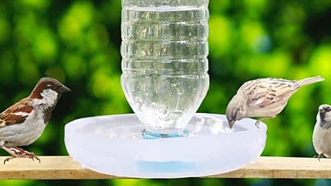 How To Make A Bird Water Feeder From A Water Bottle | DIY Joy Projects and Crafts Ideas