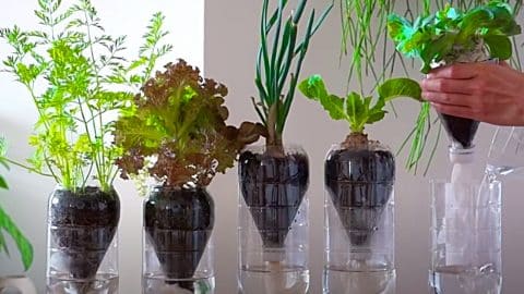Growing Vegetables On The Countertop Hydroponically | DIY Joy Projects and Crafts Ideas