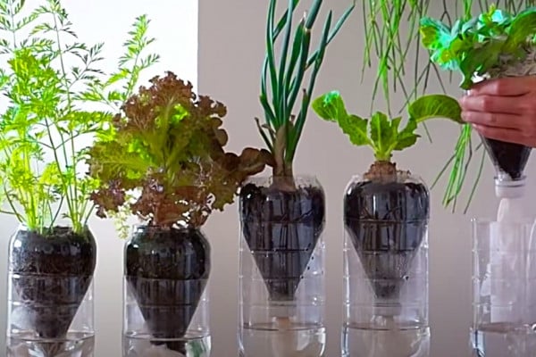 How To Grow Hydroponic Vegetables On Your Countertop