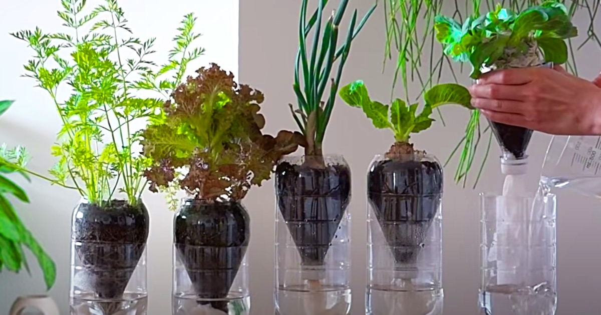 Growing Vegetables On The Countertop Hydroponically | DIY Joy Projects and Crafts Ideas