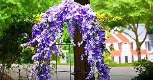 How To Make A Wisteria Arch From Coffee Filters