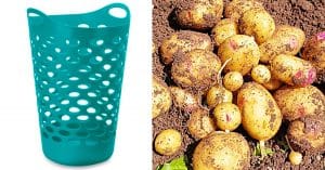 How To Grow Potatoes In A Laundry Basket