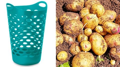 How To Grow Potatoes In A Laundry Basket | DIY Joy Projects and Crafts Ideas