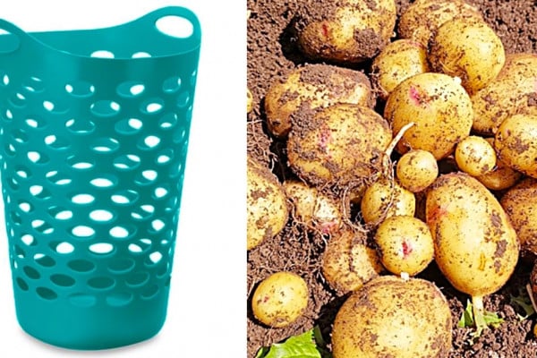 How To Grow Potatoes In A Laundry Basket