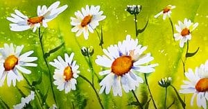 How To Paint Watercolor Daisies