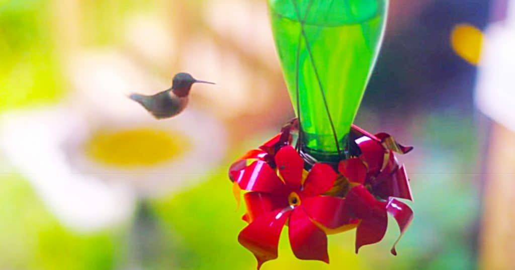 How To Make A Hummingbird Feeder From A Perrier Bottle