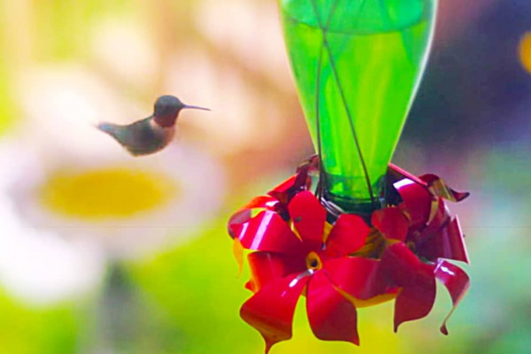 How To Make A Hummingbird Feeder From A Perrier Bottle