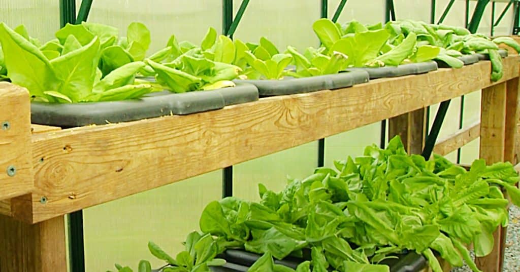 How To Grow Plants Hydroponically And Start A Home Garden
