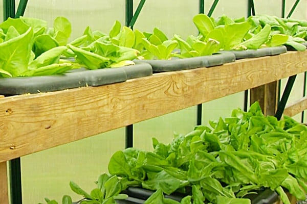 How To Grow Plants Hydroponically And Start A Home Garden