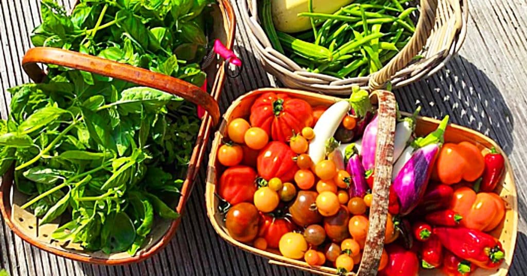 How To Grow Any vegetables Indoors Or On A Small Porch In Containers