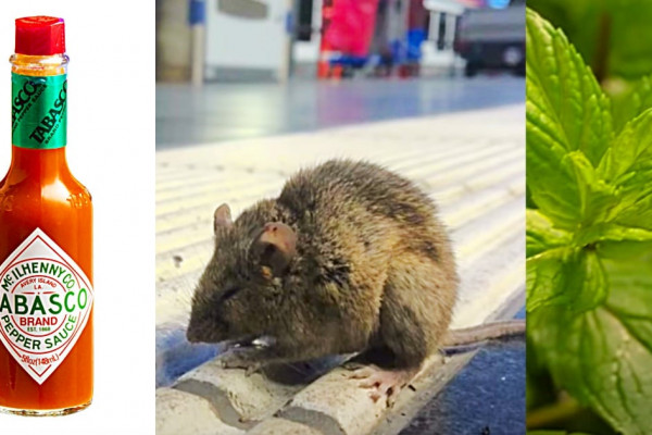 How To Repel mice Naturally With Tabasco And Peppermint