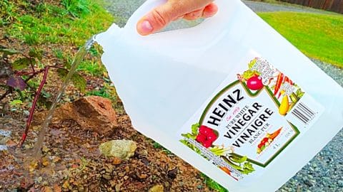 5 Ways To Use Vinegar In The Garden | DIY Joy Projects and Crafts Ideas