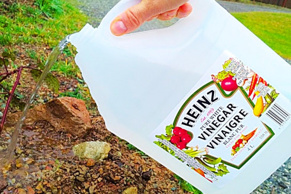 Learn The Many Uses Of Vinegar On A Garden