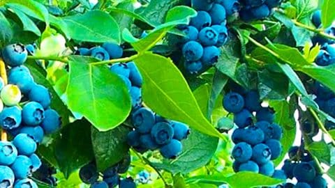 Get Free Blueberry Plants From Store-Bought Blueberries | DIY Joy Projects and Crafts Ideas