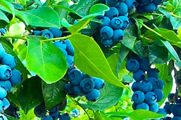 How To Harvest Seeds From Old Blueberries