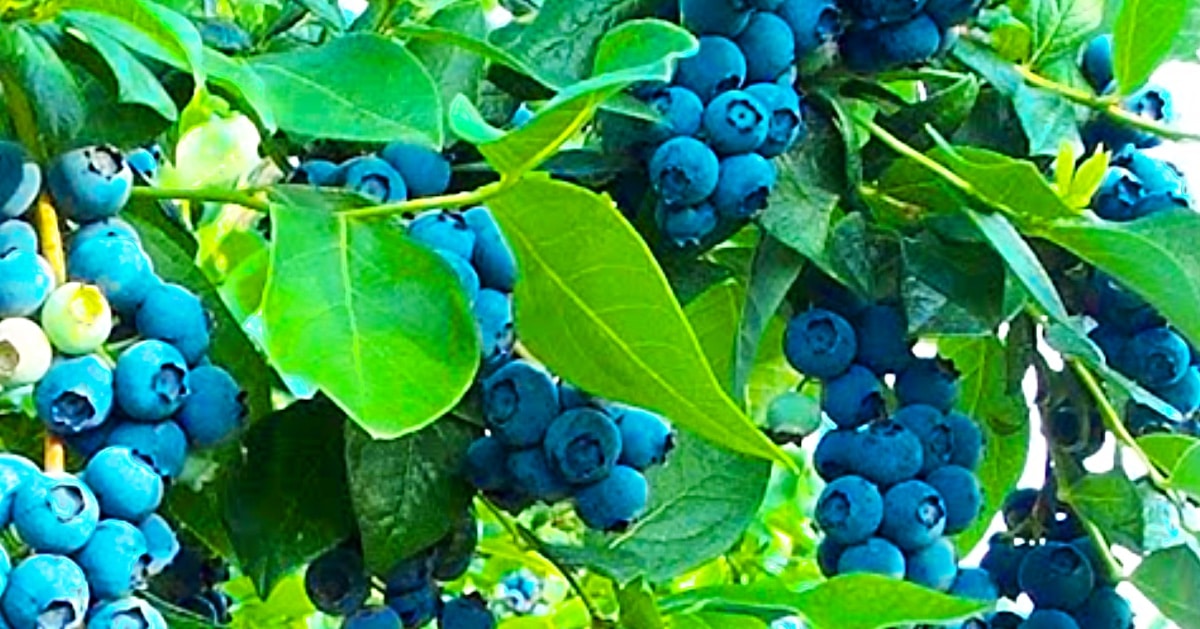 Get Free Blueberry Plants From Store-Bought Blueberries | DIY Joy Projects and Crafts Ideas