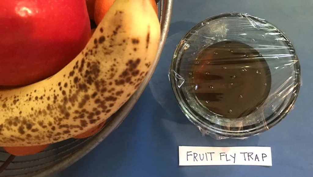 How to Get Rid of Flies In Kitchen - DIY Fruit Fly Trap to Eliminate Fruit Flies - Natural DIY Trap for Fruit Fly Made With Mason Jar, Saran Wrap and Vineger