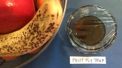 How to Get Rid Of Fruit Flies | DIY Joy Projects and Crafts Ideas