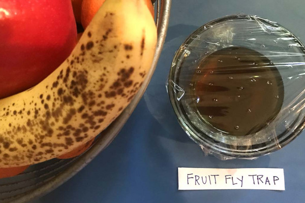 How to Get Rid of Flies In Kitchen - DIY Fruit Fly Trap to Eliminate Fruit Flies - Natural DIY Trap for Fruit Fly Made With Mason Jar, Saran Wrap and Vineger
