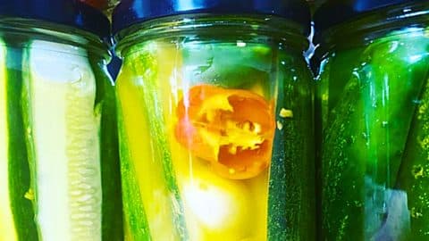 How To Make Easy Spicy Refrigerator Pickles | DIY Joy Projects and Crafts Ideas