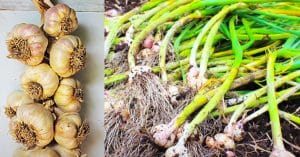 How To Plant, Grow, And Harvest Garlic At Home