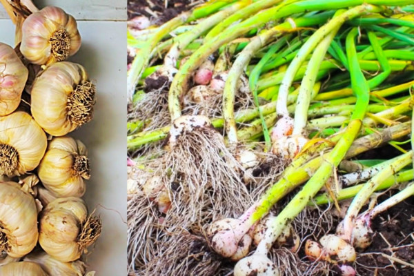 How To Grow Garlic At Home - Garlic Growing Tips - Easy To Grow Garlic