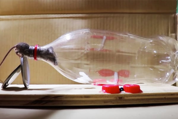 How To Make A Mouse Trap Using A Liter Bottle - DIY Mousetrap - Mouse Trap at Home